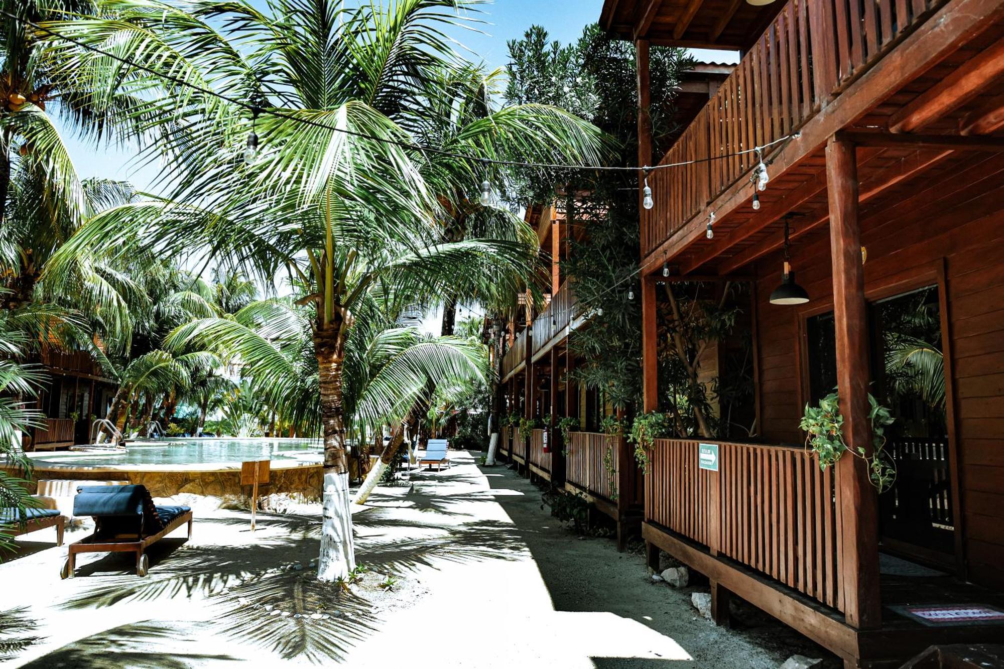 Coconut By Ool